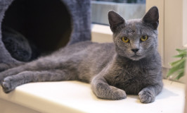 El gato Azul Ruso
