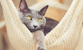 Cosas que debes saber antes de tener un gato