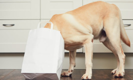 ¿Puedo darle a mi perro comida para gato?