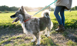 ¿Por qué debo recoger siempre las heces de mi perro?