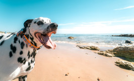 Lo que debes tener en cuenta para las vacaciones si tienes una mascota