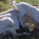 La alegría de la paternidad no tiene precio