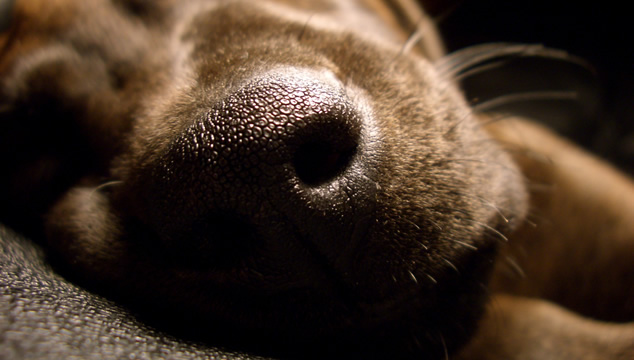 ¿Cómo funciona el olfato de los perros?