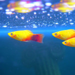 Información básica sobre peces