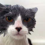 Consejos para bañar a un gato