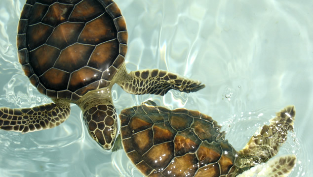 Las tortugas terrestres y acuáticas como mascotas