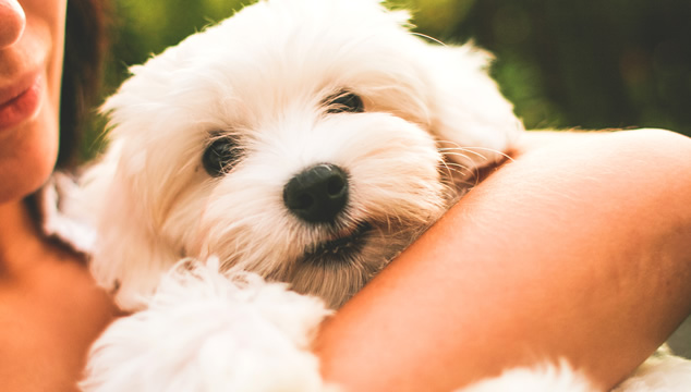 7 razones para adoptar una mascota