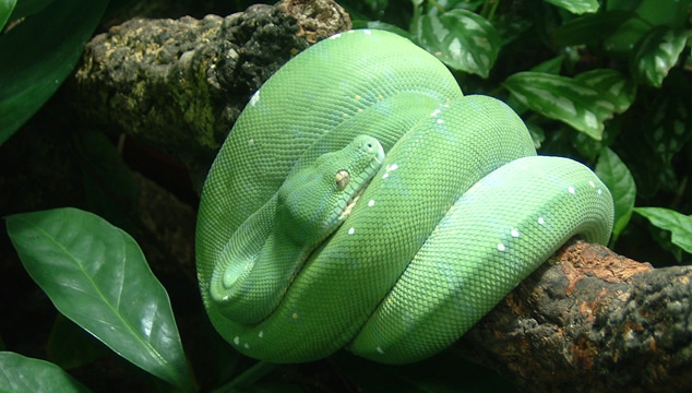 Datos interesantes sobre las serpientes