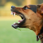 Lenguaje corporal en perros