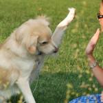 ¿Por qué mi perro es destructivo?