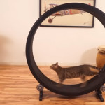 La rueda de ejercicio para gatos