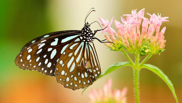 Las 8 cosas que debes saber sobre las mariposas