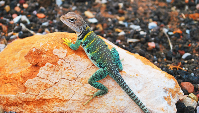 El Gecko Leopardo como mascota