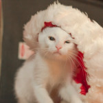El mejor regalo para tu mascota en esta Navidad