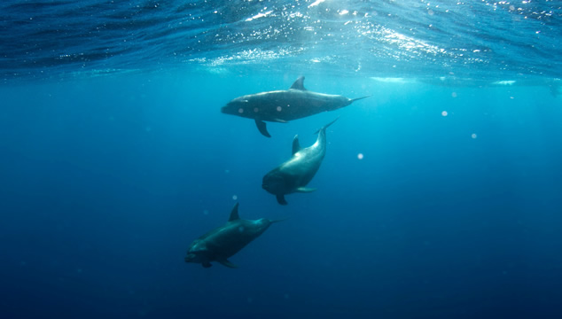 Datos curiosos sobre los delfines