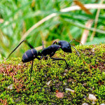 Características de las hormigas