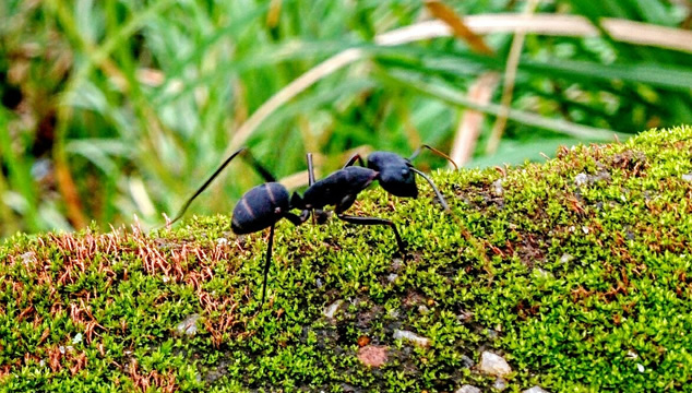 Características de las hormigas