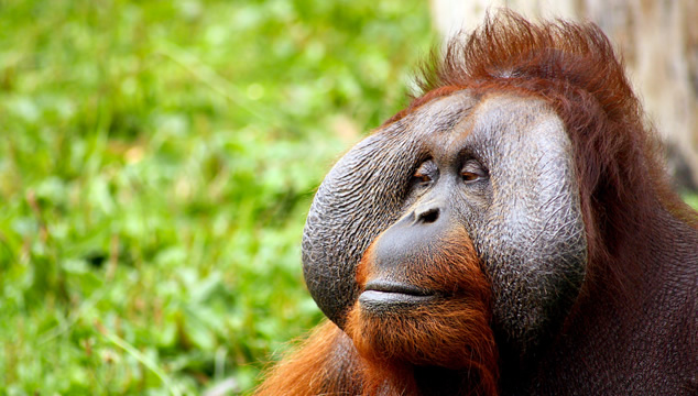 Los orangutanes