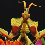 Información interesante sobre las Mantis Religiosas