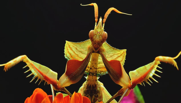 Información interesante sobre las Mantis Religiosas