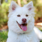 ¿Por qué se le cae el pelo a mi perro?