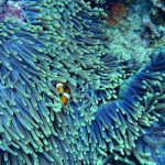 Lo que no sabías de los arrecifes coralinos