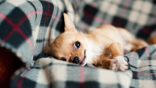 Lo que no sabías del Chihuahua