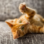 ¿Mi gato necesita ejercicio?