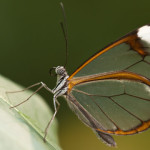 La mariposa de cristal