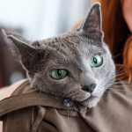 Bronconeumonía en gatos