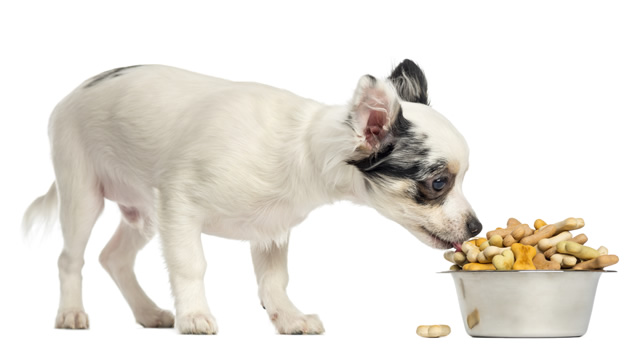 ¿Por qué es importante una buena alimentación en nuestra mascota?