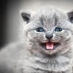 Lo que no sabías el gato British Shorthair