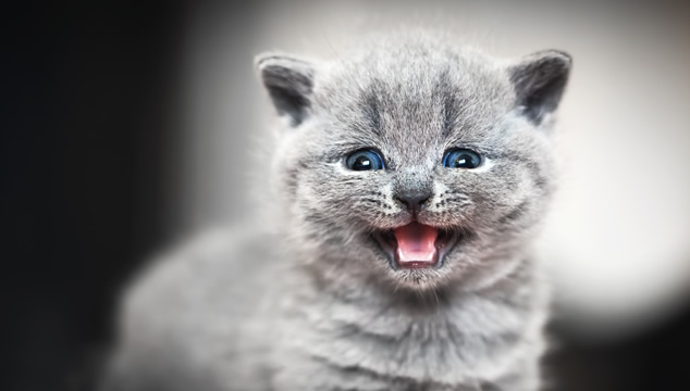 consultor saber Asesinar Lo que no sabías el gato British Shorthair » Blog Veterinaria del Bosque