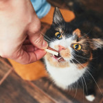 Cuidado dental en gatos