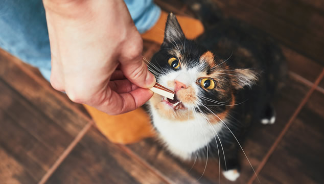 Cuidado dental en gatos