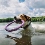 Juegos de agua para tu perro