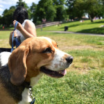 Parques especiales para perros