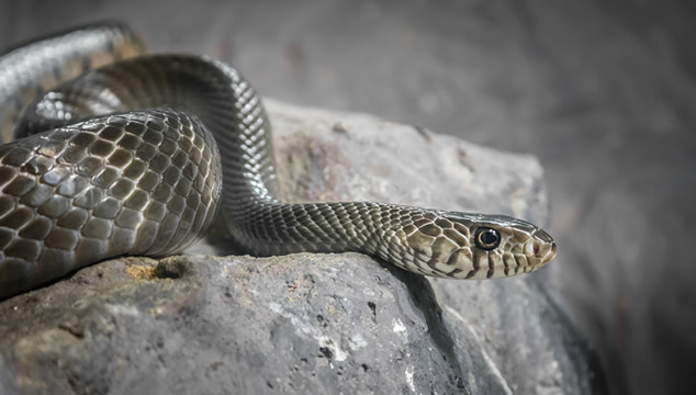 Datos curiosos sobre las serpientes