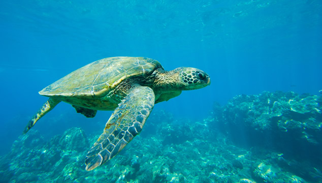 8 curiosidades sobre las tortugas