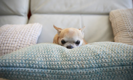 La raza de perro más pequeña del mundo