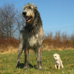El Lobero irlandés, la raza de perros más grande del mundo