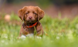 Mi perro hace huecos en el jardín