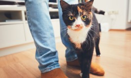 El estrés en gatos