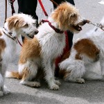 Paseadores de perros