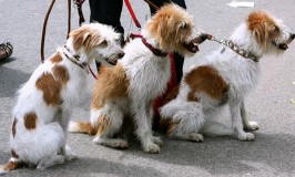 Paseadores de perros