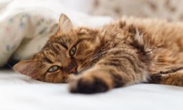 Por qué mi gato tira pelo