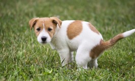 Cómo enseñarle a tu cachorro a hacer sus necesidades en el jardín