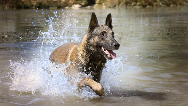Consejos para llevar tu perro a nadar de forma segura