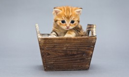 ¿Cómo saber cuál es el mejor arenero para mi gato?