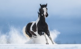 Lo que no sabías de los caballos